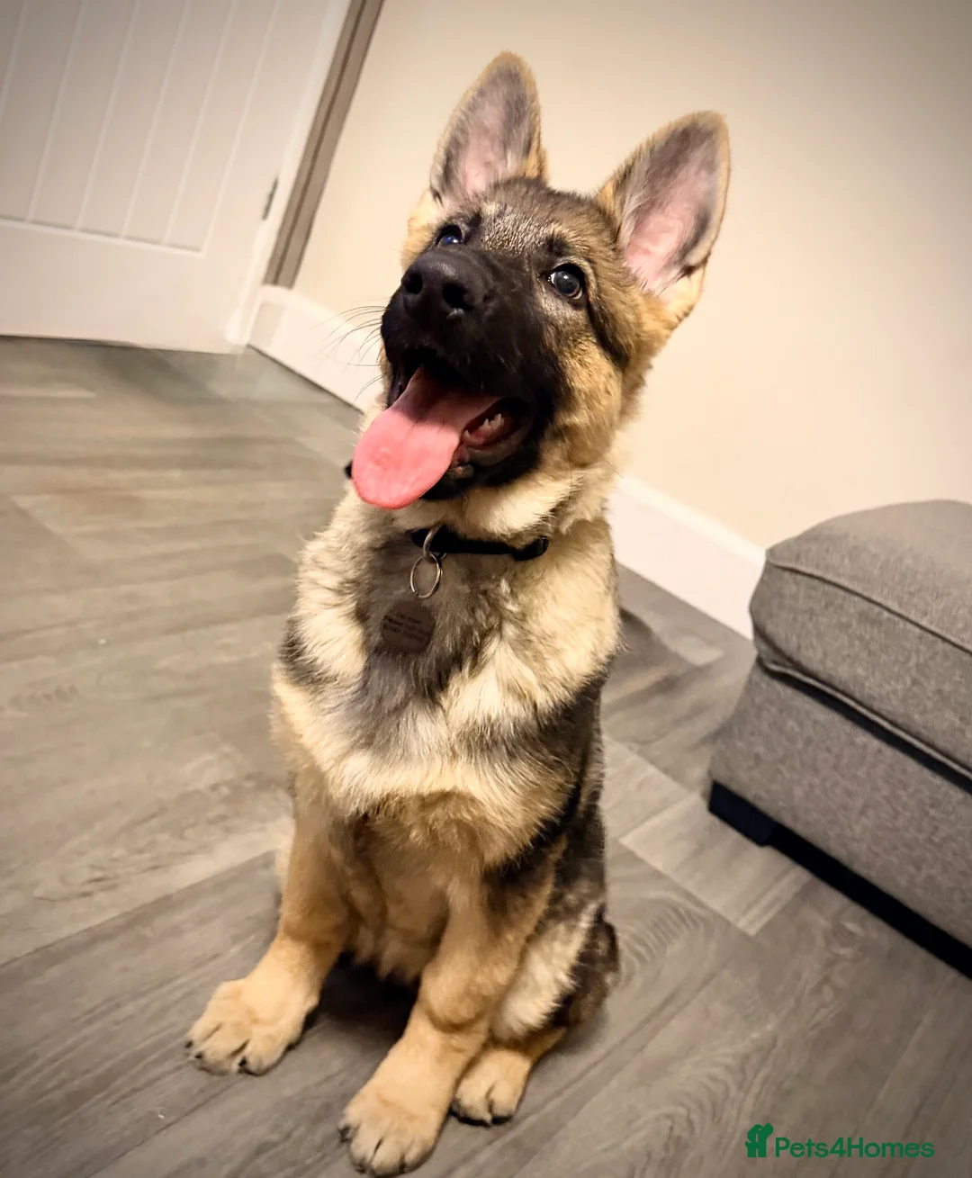 German Shepherd dogs for sale: 4.5 month old male German Shephard - Advert 18
