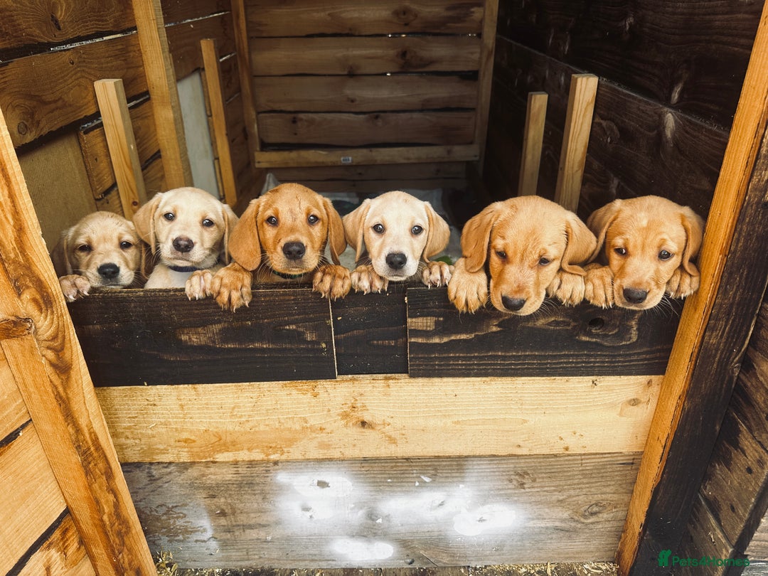 Labrador Retriever dogs for sale: Gorgeous Golden White Labrador  - Advert 5