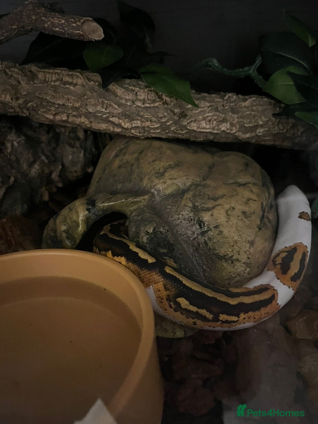 Python Snake reptiles for sale: Royal python snake  - Advert 3