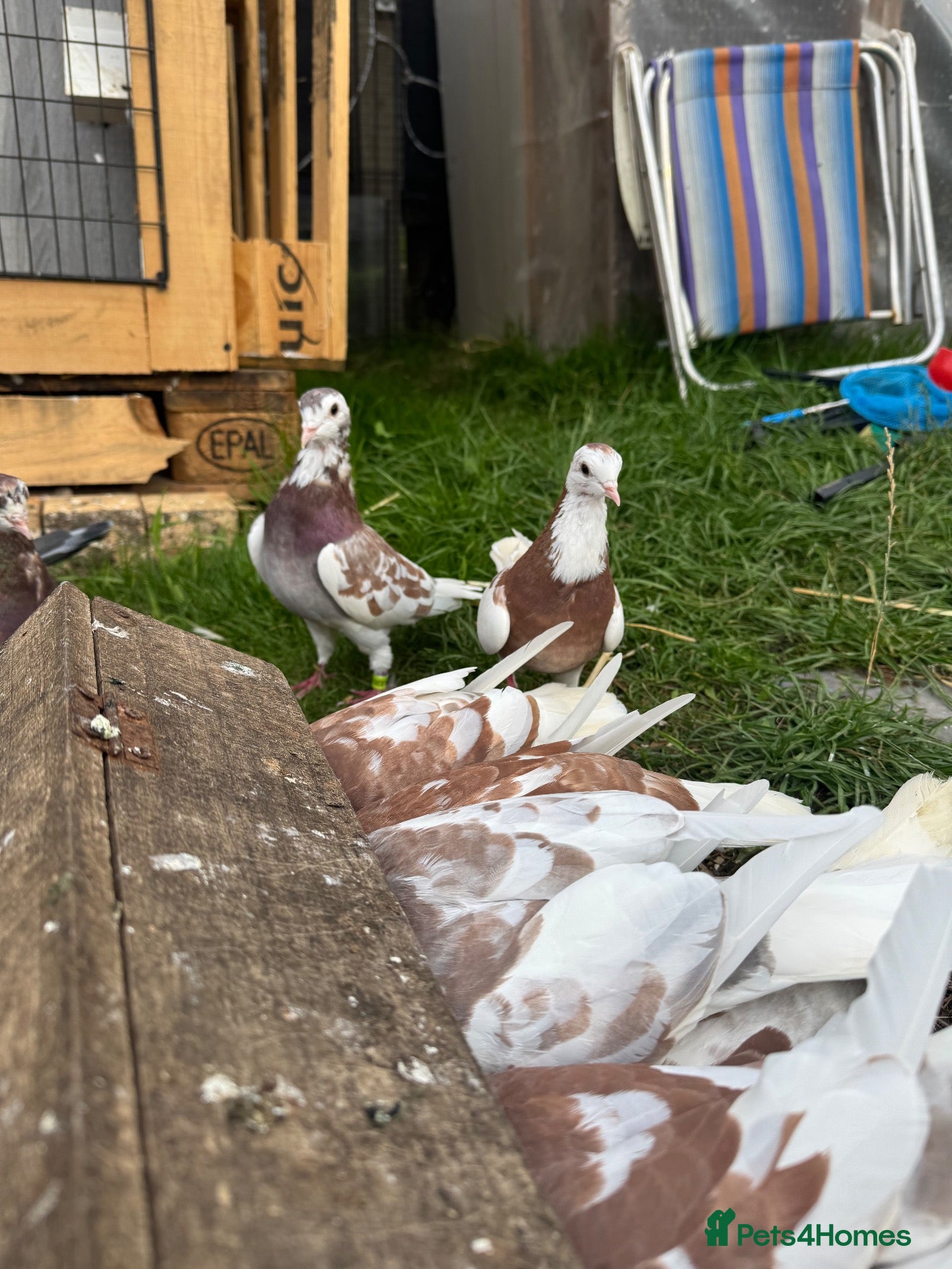 Pigeons birds for sale: Tumbler Pigeons for sale in hull - Advert 2