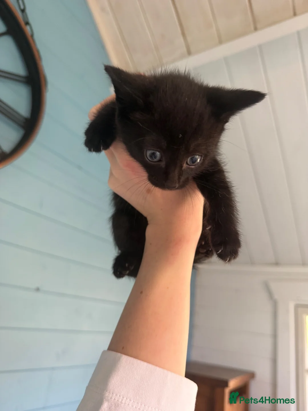 Mixed Breed cats for sale: 7 gorgeous mixed breed kittens  - Advert 34