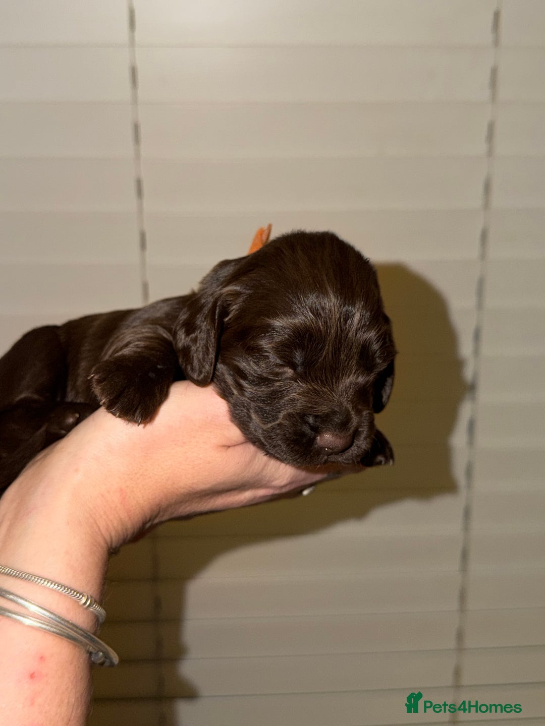 Sprocker dogs for sale: Sprocker pups  - Advert 8