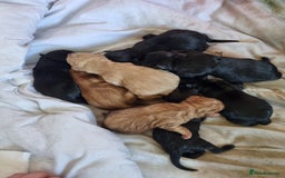 Labrador Retriever dogs for stud: Proven Health tested Lab Stud  in Chesterfield - Image 9