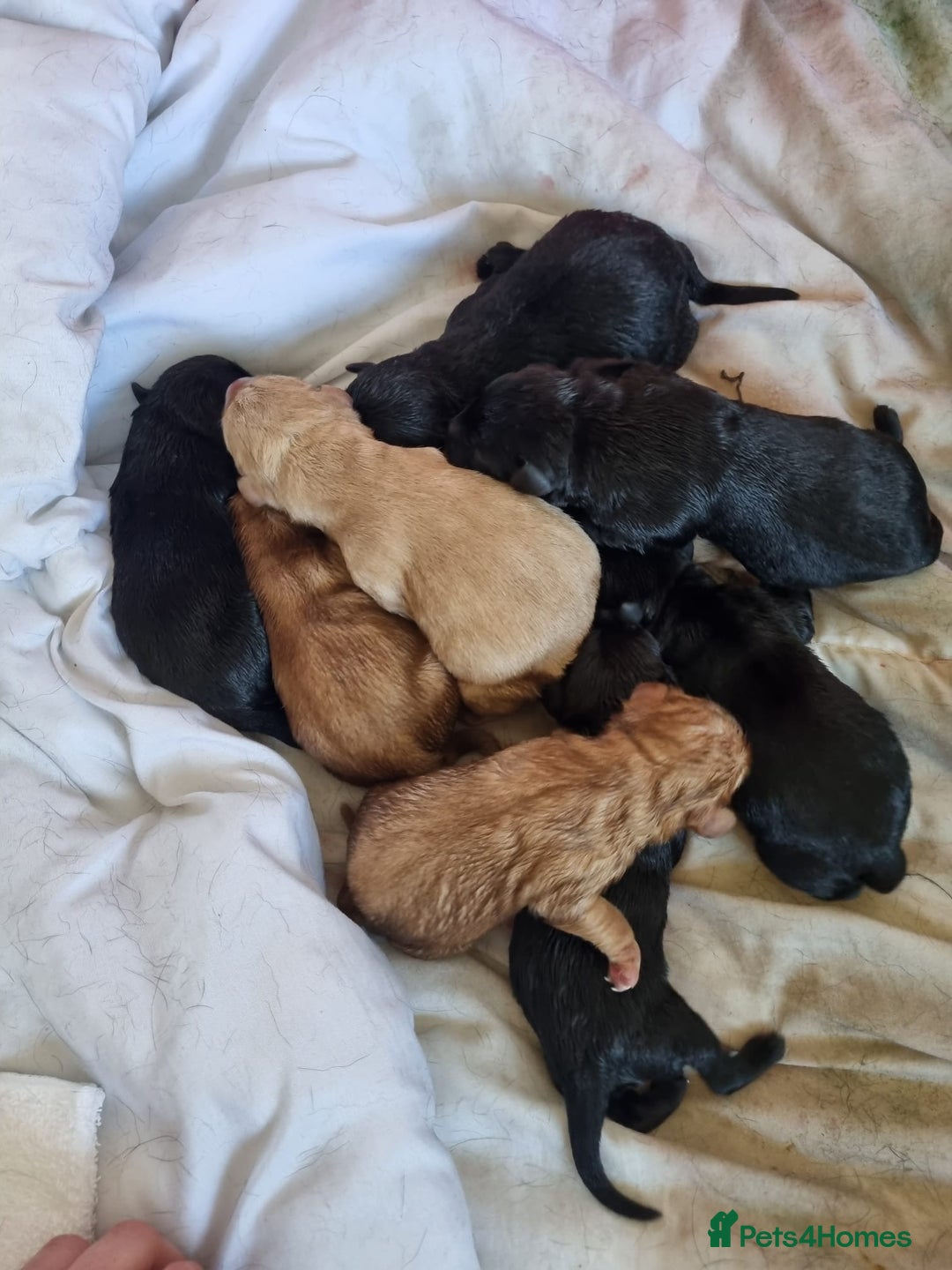 Labrador Retriever dogs for stud: Proven Health tested Lab Stud  in Chesterfield - Image 9