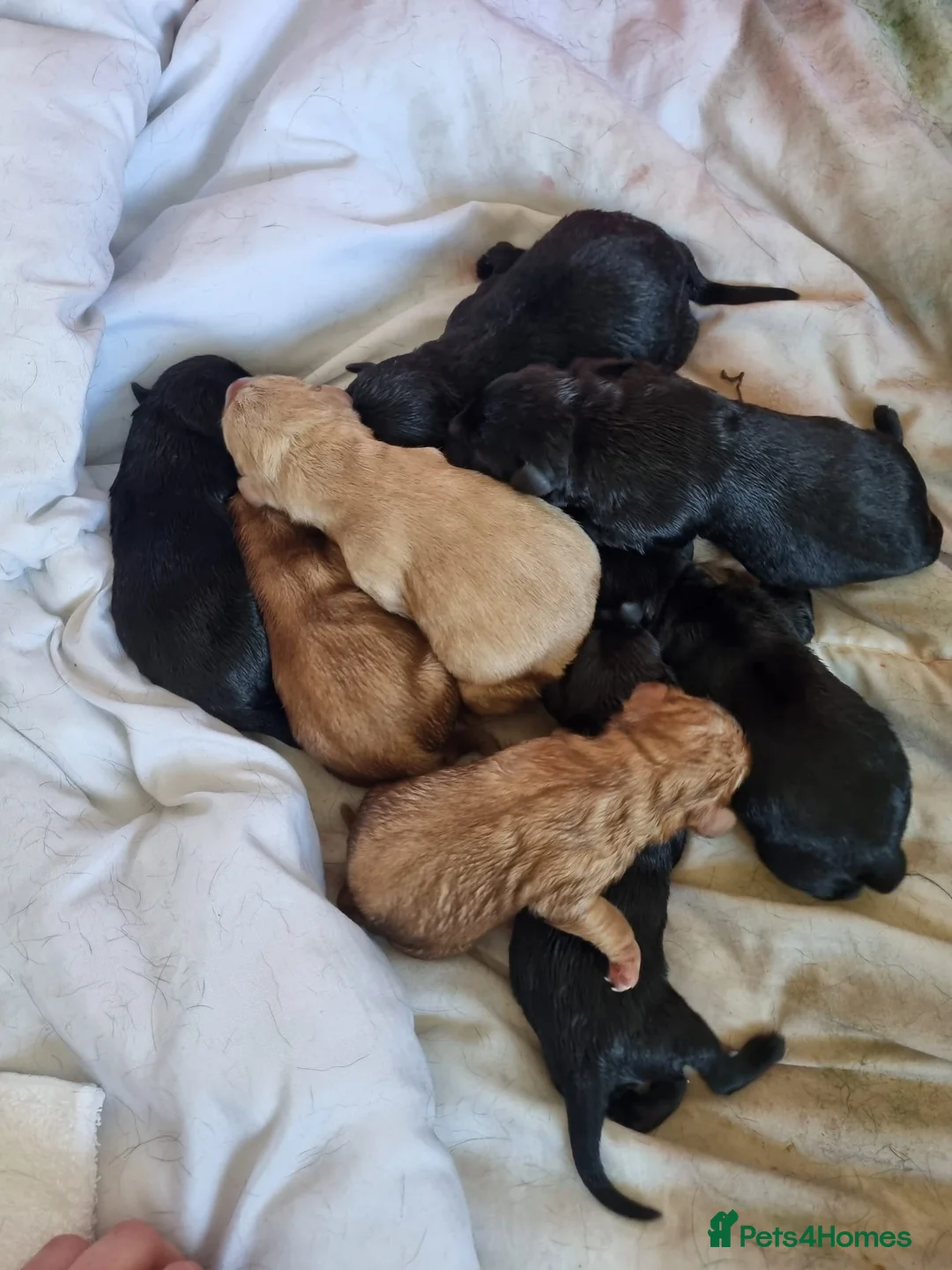 Labrador Retriever dogs for stud: Proven Health tested Lab Stud  in Chesterfield - Advert 10