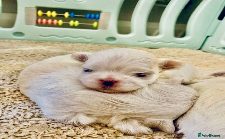 Maltese dogs - Advert 5