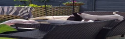 American Bulldog dogs for sale: Very loving american bulldog  - Advert 11