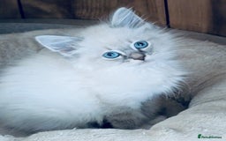 Neva Masquerade cats for sale: Adorable Siberian Neva Masquerade Kittens for Sale - Image 3