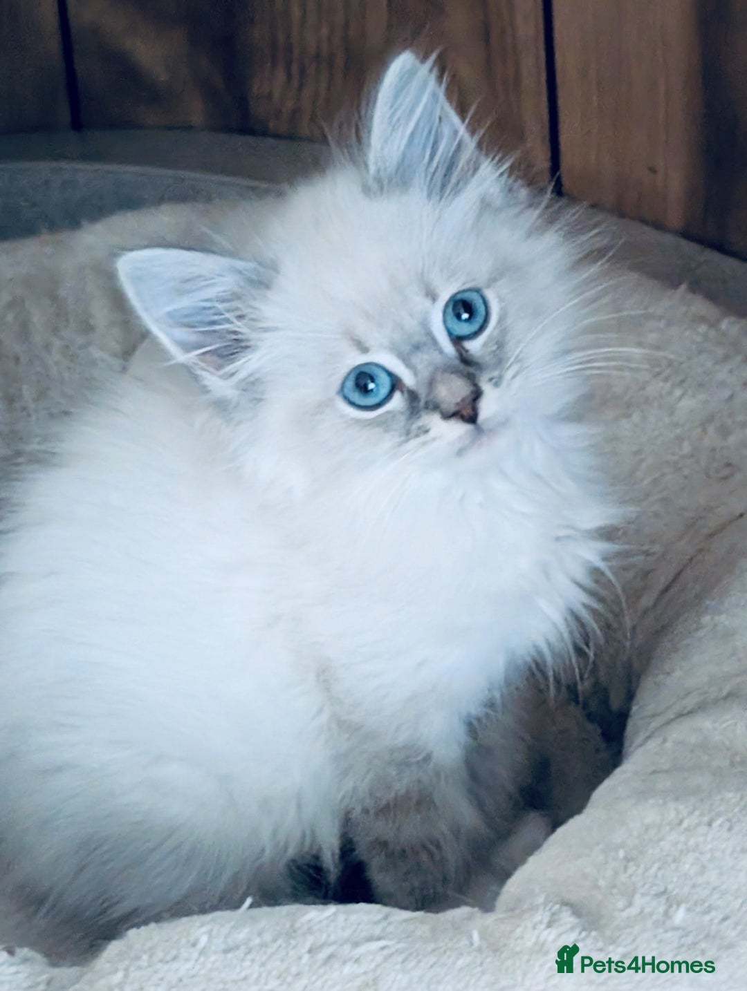 Neva Masquerade cats for sale: Adorable Siberian Neva Masquerade Kittens for Sale - Image 3