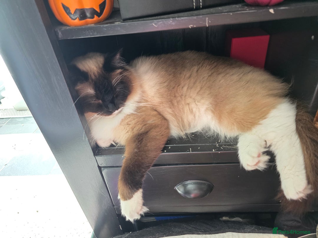 Ragdoll cats for sale: Beautiful Seal Point Ragdoll - Advert 3