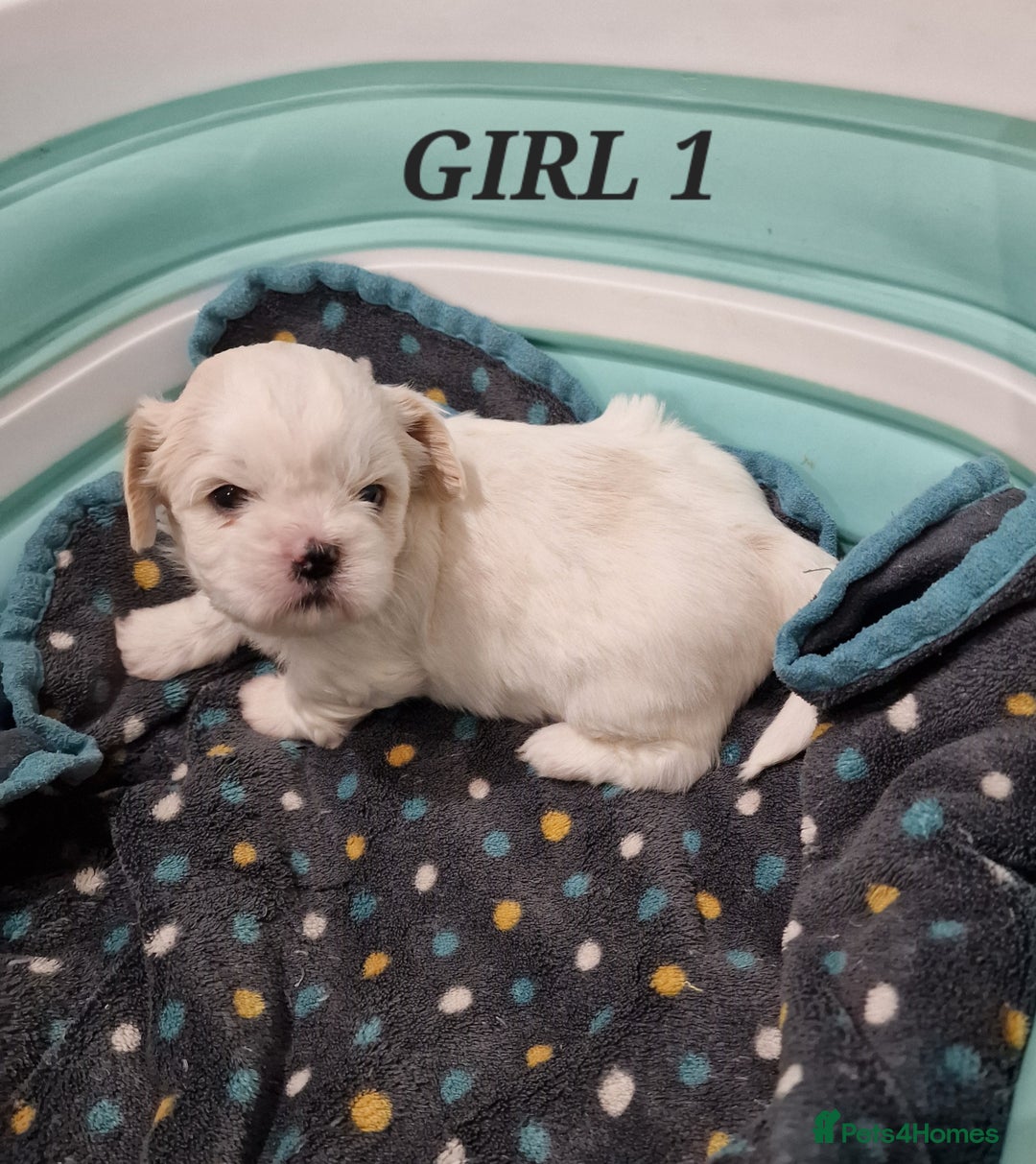Shih Tzu dogs for sale:  2 lovely girls Shih Tzu Puppies!  - Advert 13