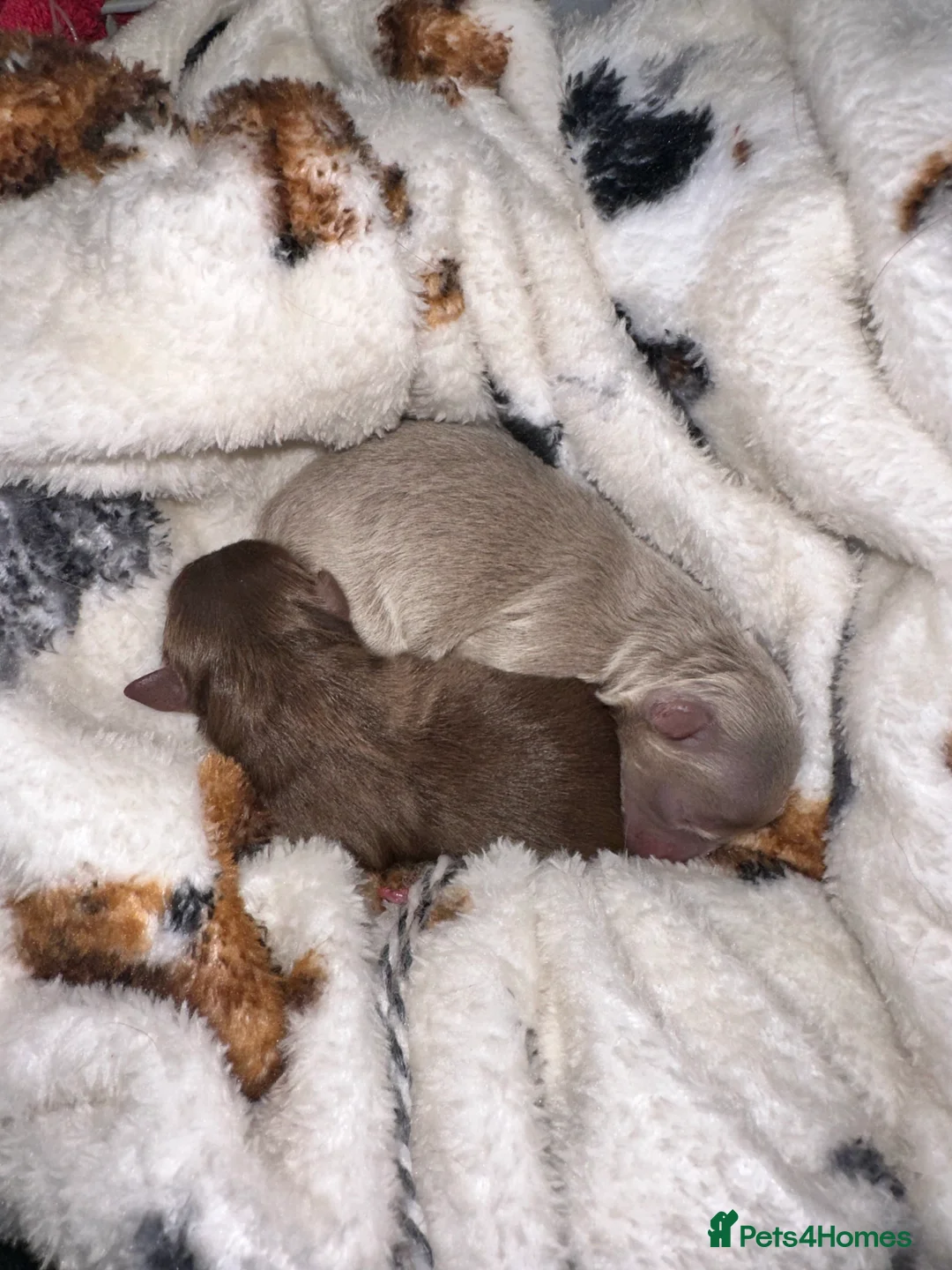 Pomeranian dogs for stud: Tiny Lilac Parti Carrying Tan points in Dartford - Advert 8