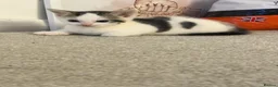 British Shorthair cats for sale: Kittens  - Advert 2