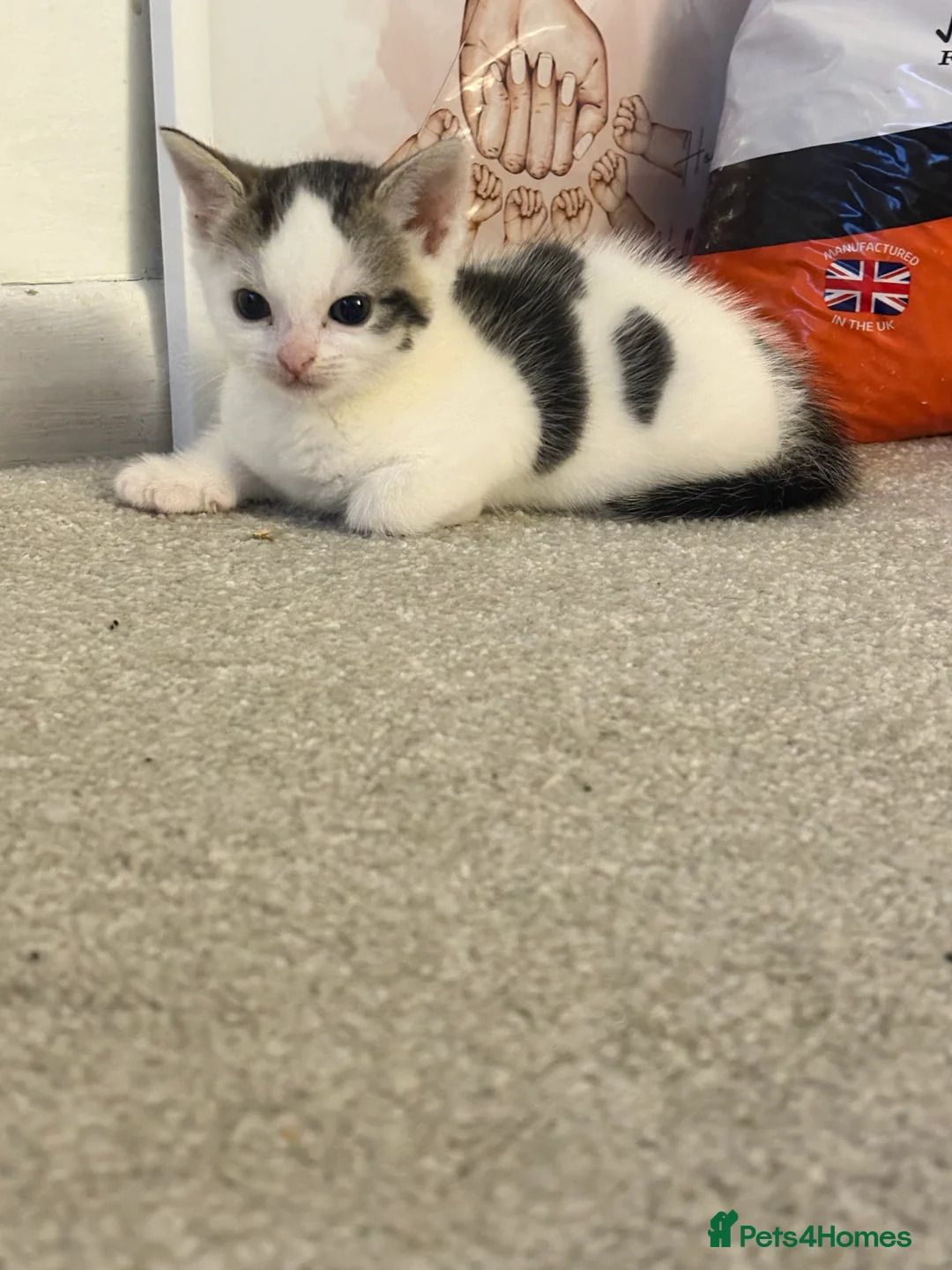 British Shorthair cats for sale: Kittens  - Advert 2