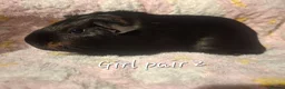 Guinea Pig rodents for sale: Guinea Pig pairs for sale  - Advert 8