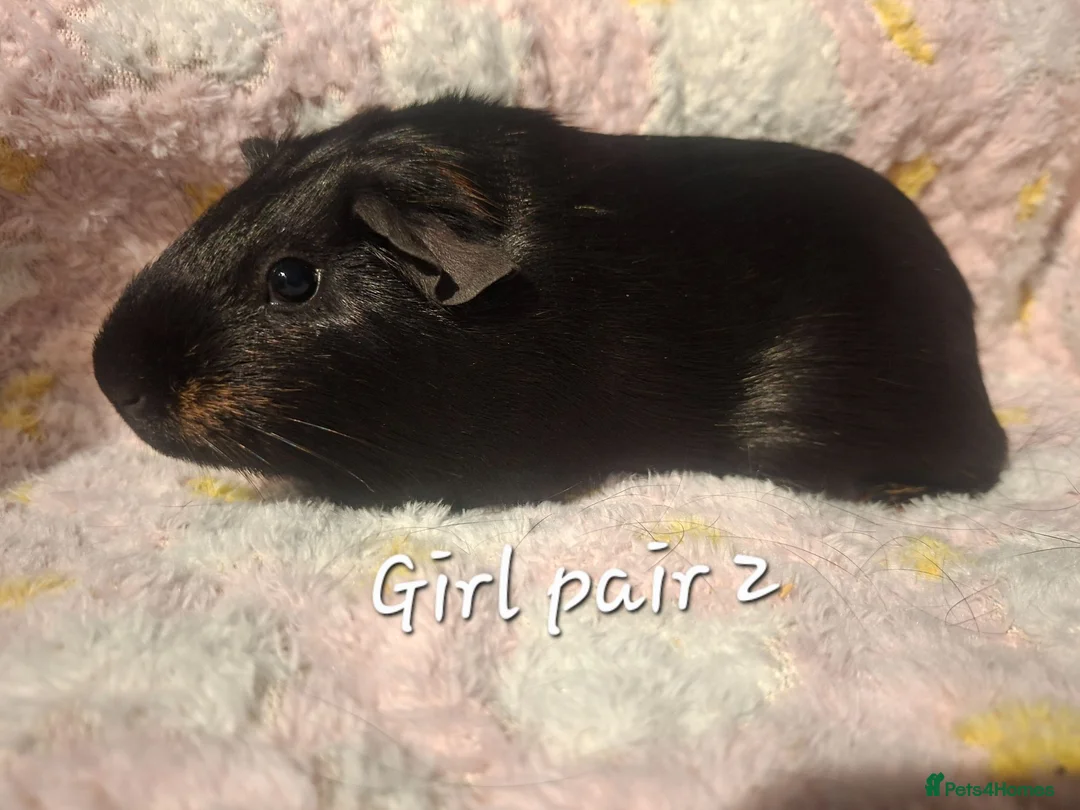Guinea Pig rodents for sale: Guinea Pig pairs for sale  - Advert 8