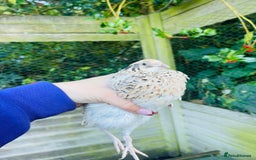 Ducks poultry for sale: Ducks + quail looking for new home  - Image 10