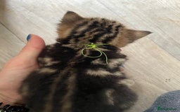 Bengal cats for sale: 9 BENGAL RAGDOLL X KITTENS - Image 31