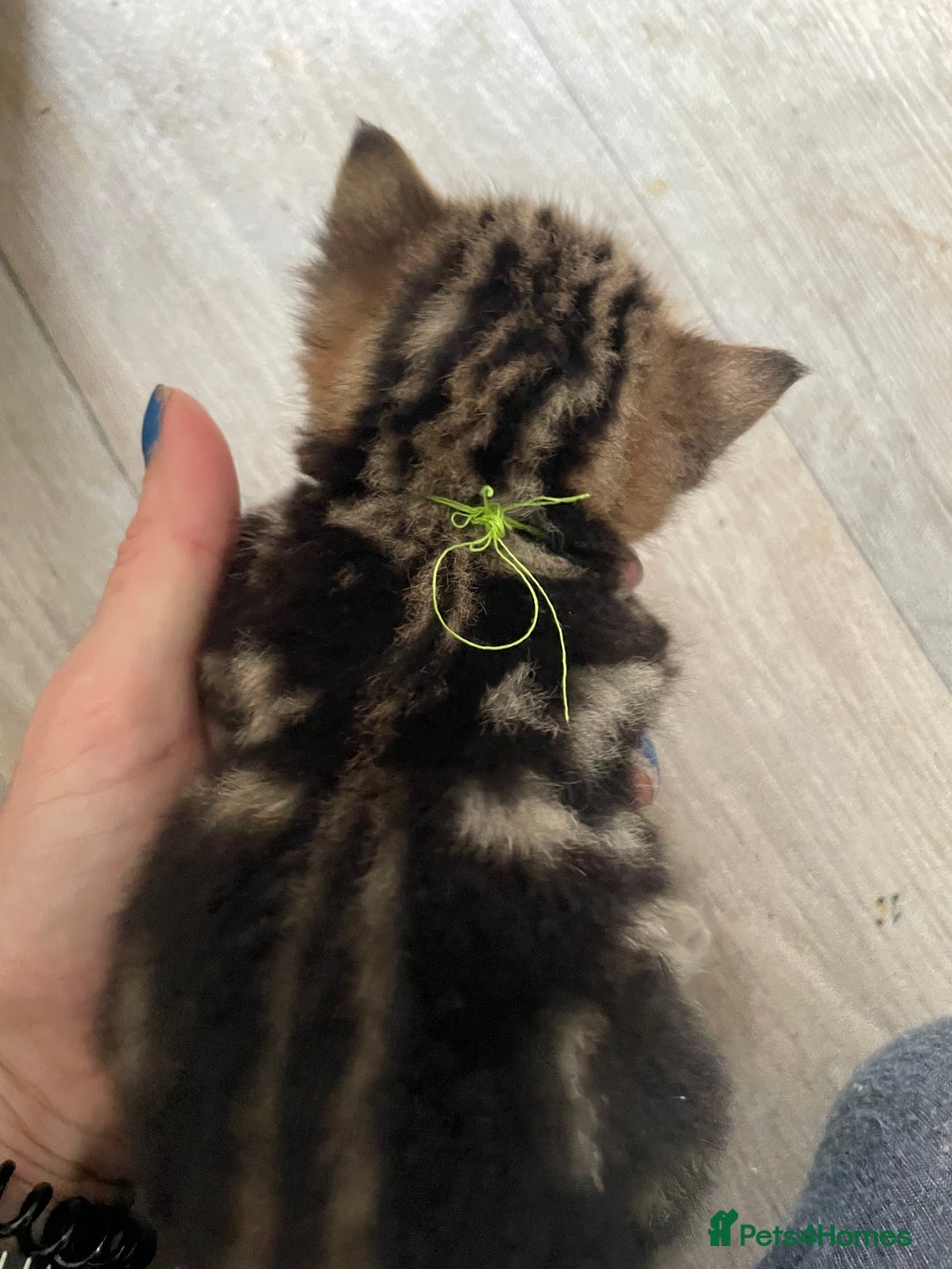 Bengal cats for sale: 9 BENGAL RAGDOLL X KITTENS - Image 31