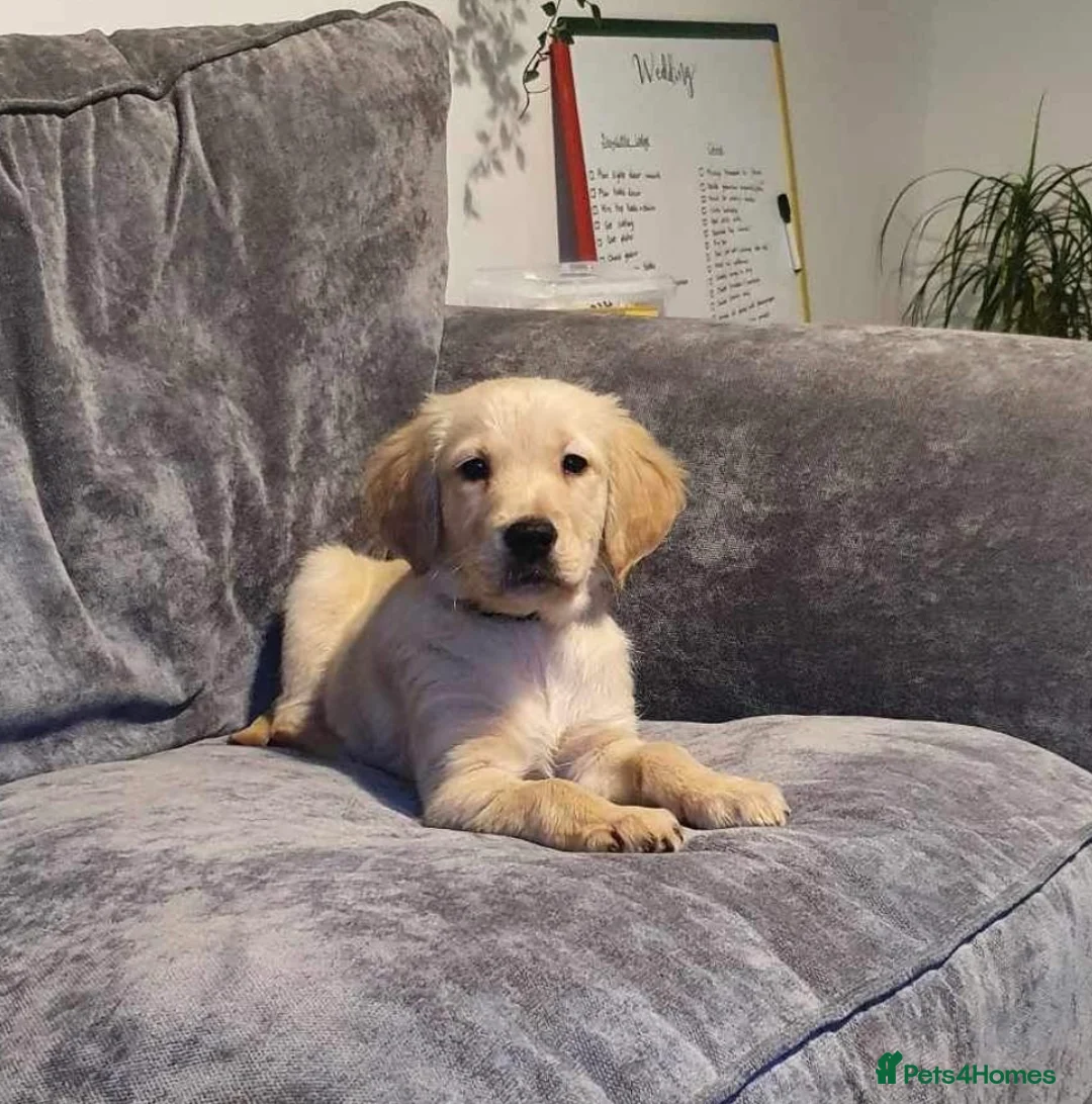 Golden Retriever dogs for stud: Proven Golden retriever - KC registered in Cardiff - Advert 12