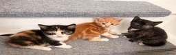 Mixed Breed cats for sale: Kittens for sale - Advert 3