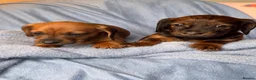 Dachshund dogs for sale: Long & Short haired Sable crea Dachshund puppies  - Advert 12