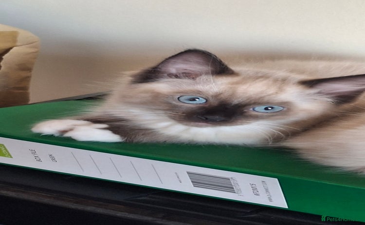 Ragdoll cats - Advert 4