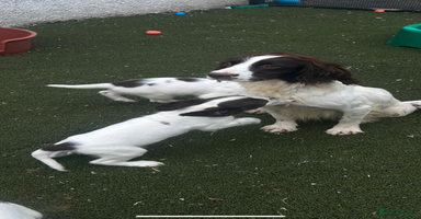 English Springer Spaniel dogs - Advert 3