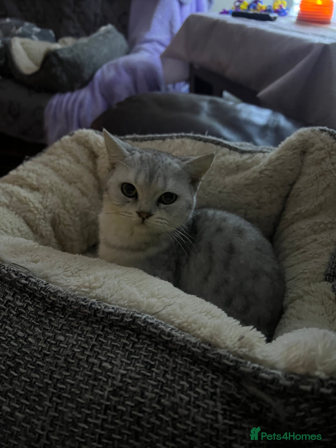 British Shorthair cats for sale: Silver British shorthair kittens  - Advert 6