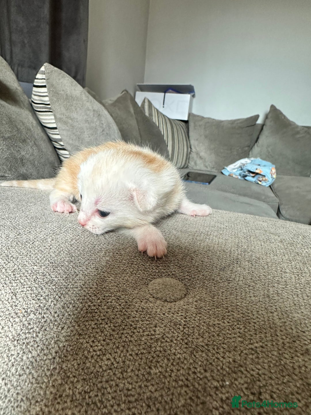 Domestic Shorthair cats for sale: Ginger / Grey&Silver Kitten for sale  - Image 3