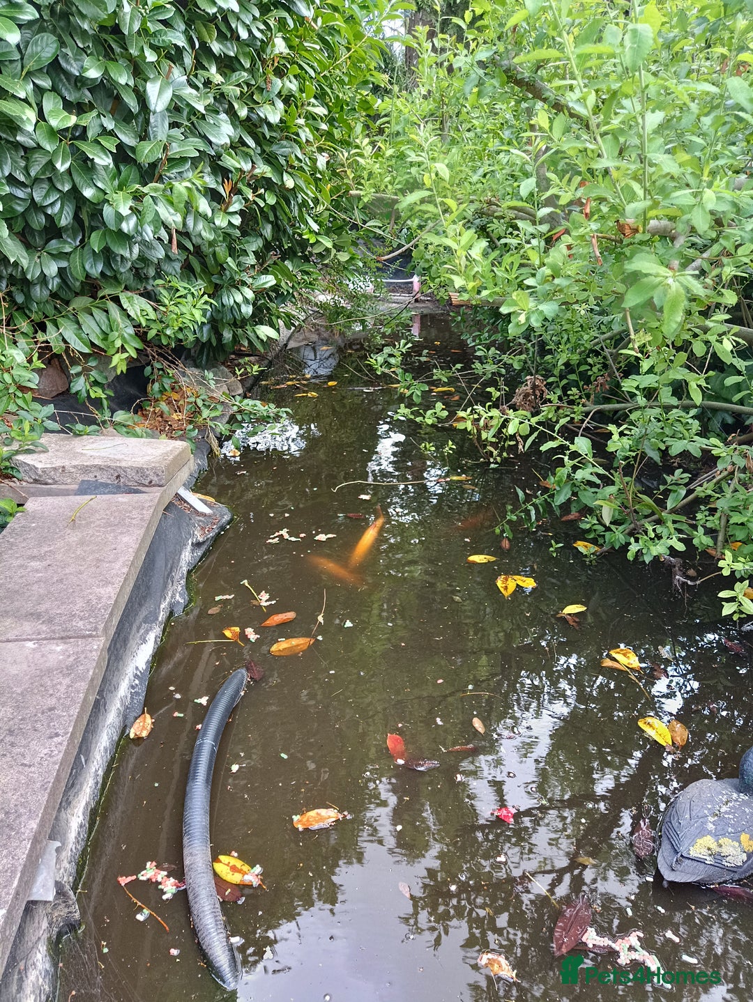 Koi Carp fish for sale: Koi Carp for sale Bedworth  - Image 7