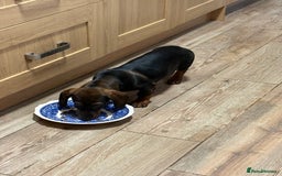 Dachshund dogs for sale: Dachshund female 6 months brown - Image 3