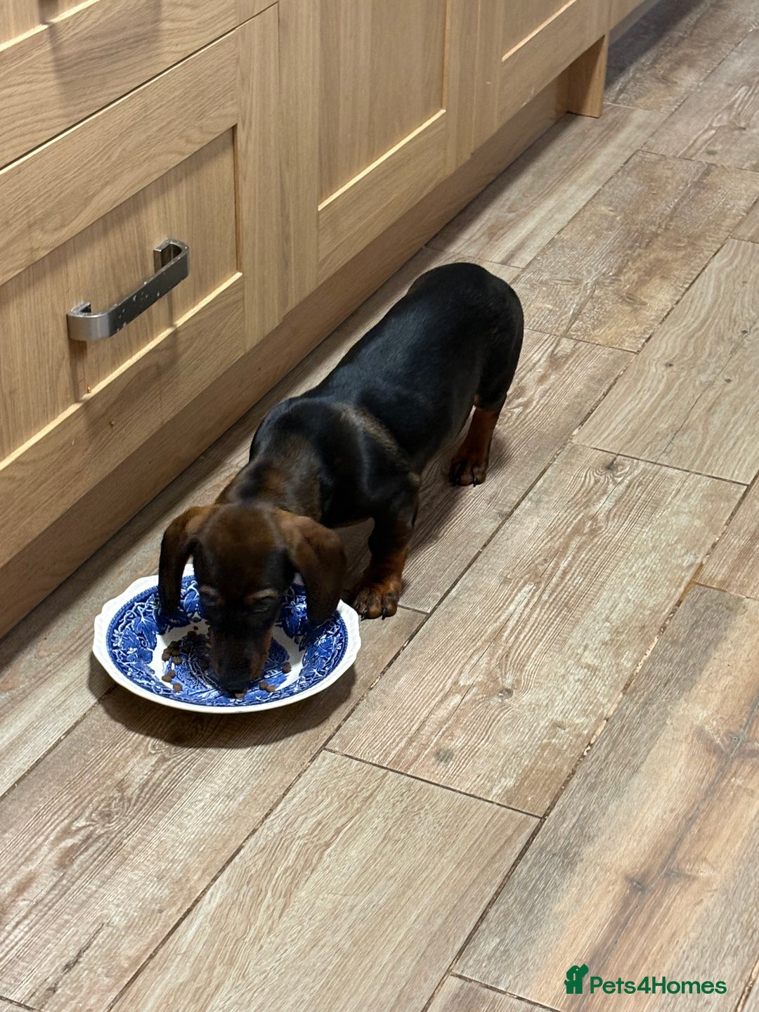 Dachshund dogs for sale: Dachshund female 6 months brown - Image 3