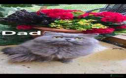 Persian cats for sale: 😻 Persian chinchilla kittens 😻 - Image 14