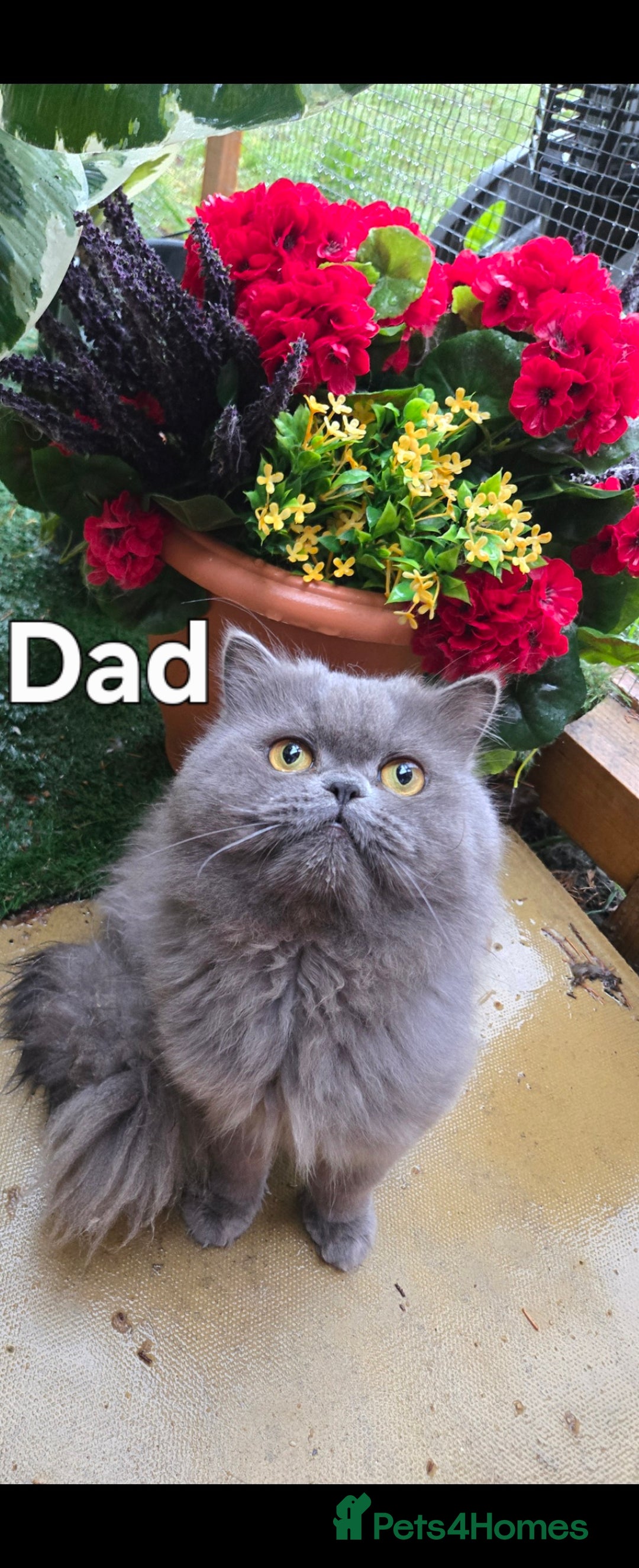 Persian cats for sale: 😻 Persian chinchilla kittens 😻 - Image 14