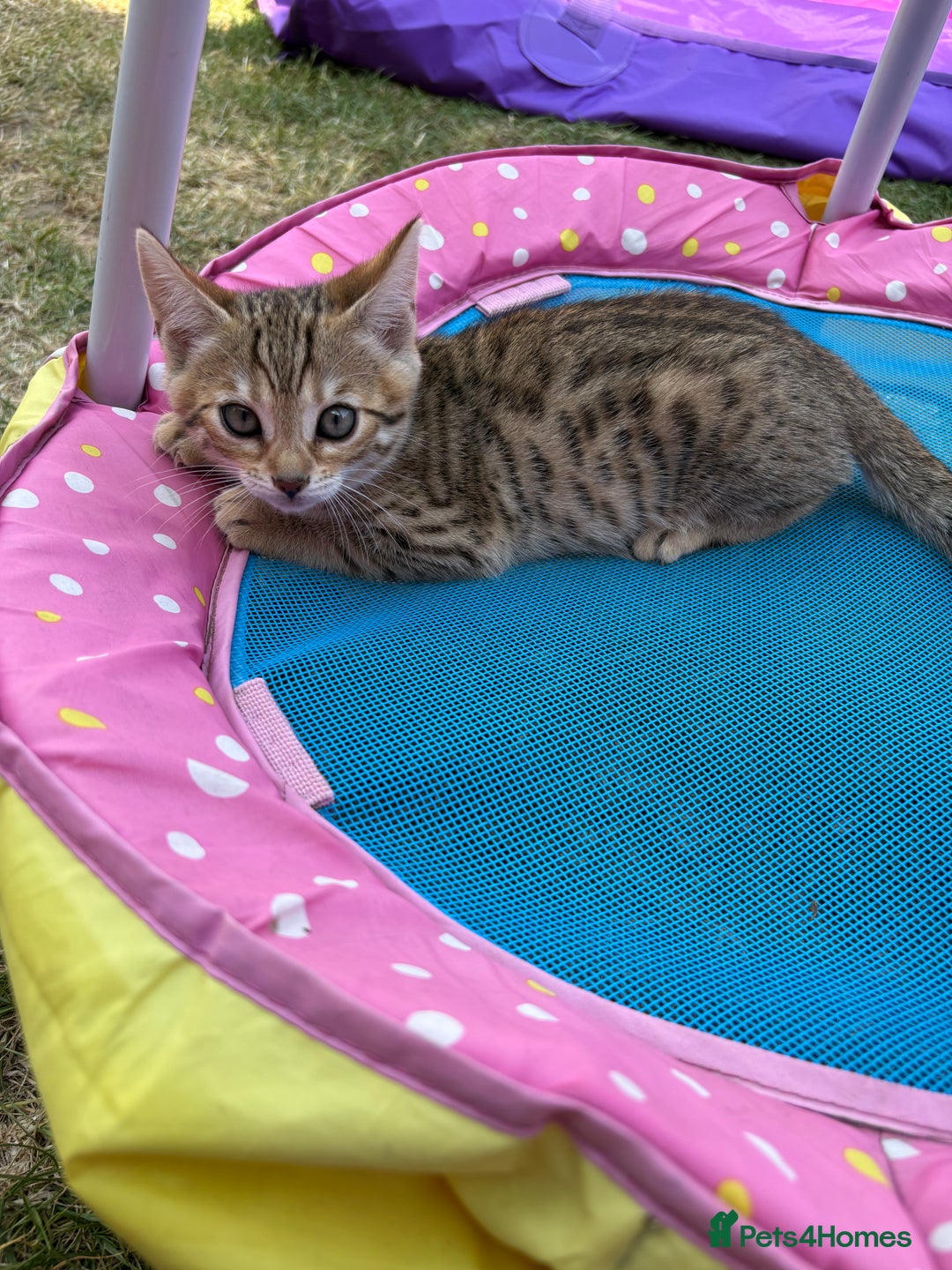 Bengal cats for sale: Beautiful litter of spotted Bengal kittens - Ready - Image 25