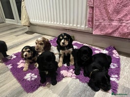 Cocker Spaniel dogs - Advert 15