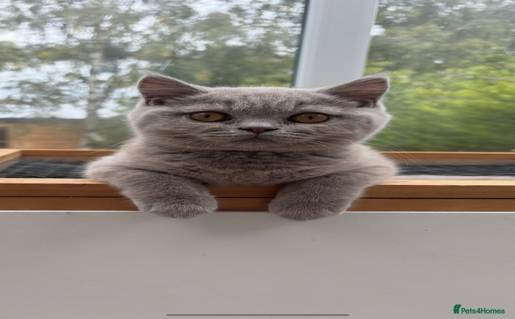 British Shorthair cats - Advert 1