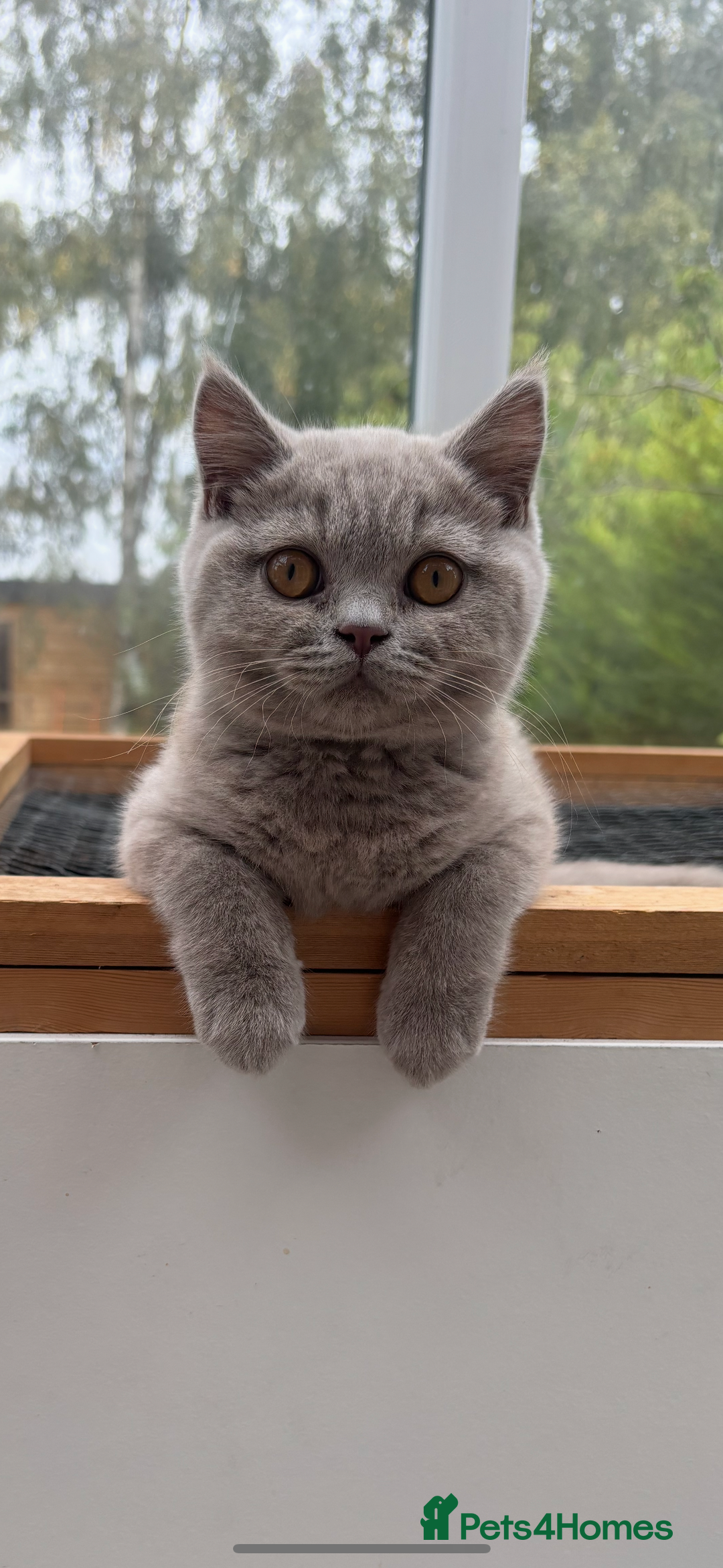 British Shorthair cats for sale: Lilic GCCF registered active champion lines  - Image 2