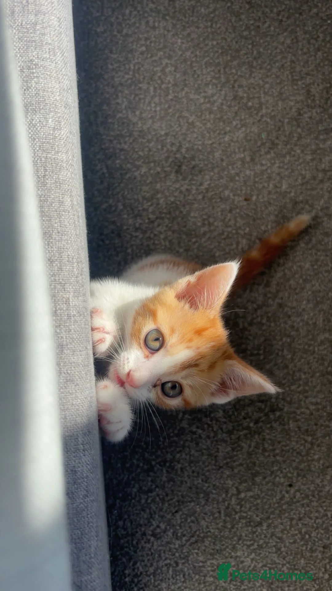 Domestic Shorthair cats for sale: Cookie the kitten  - Advert 2