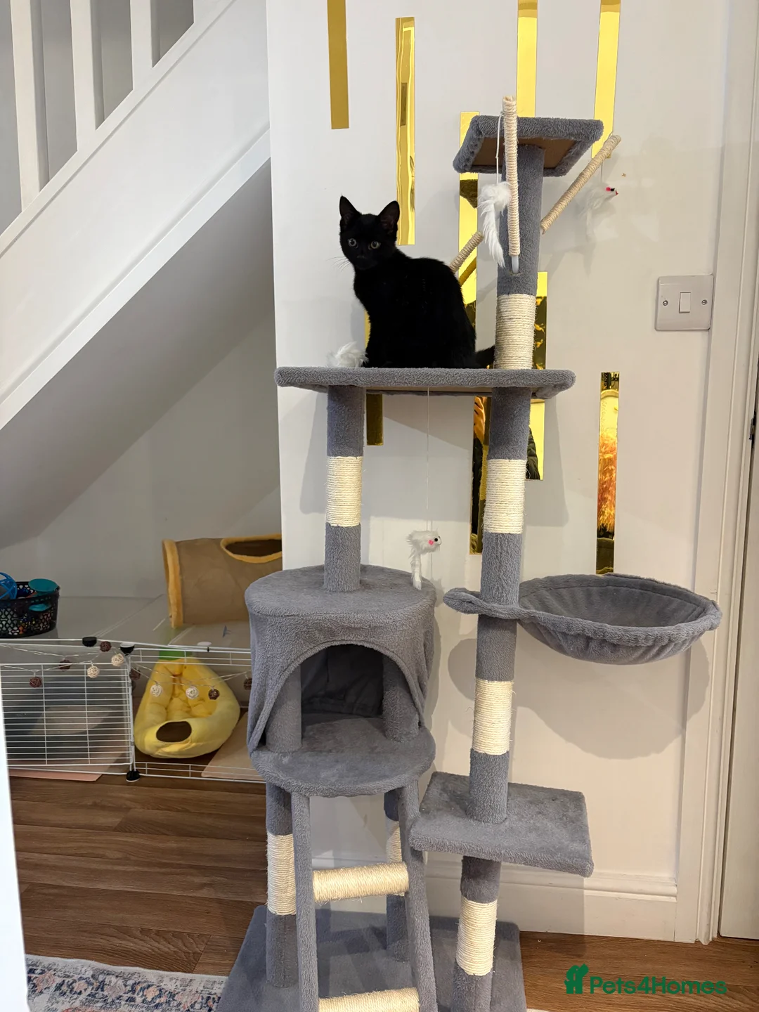 Mixed Breed cats for sale: Female black kitten in Skelmersdale - Advert 6