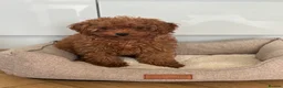 Cavapoo dogs for sale: Family Raised Cavapoo Puppies ready to Reserve!  - Advert 15