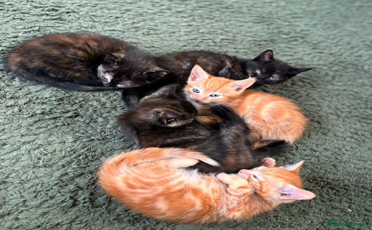 Mixed Breed cats - Advert 2