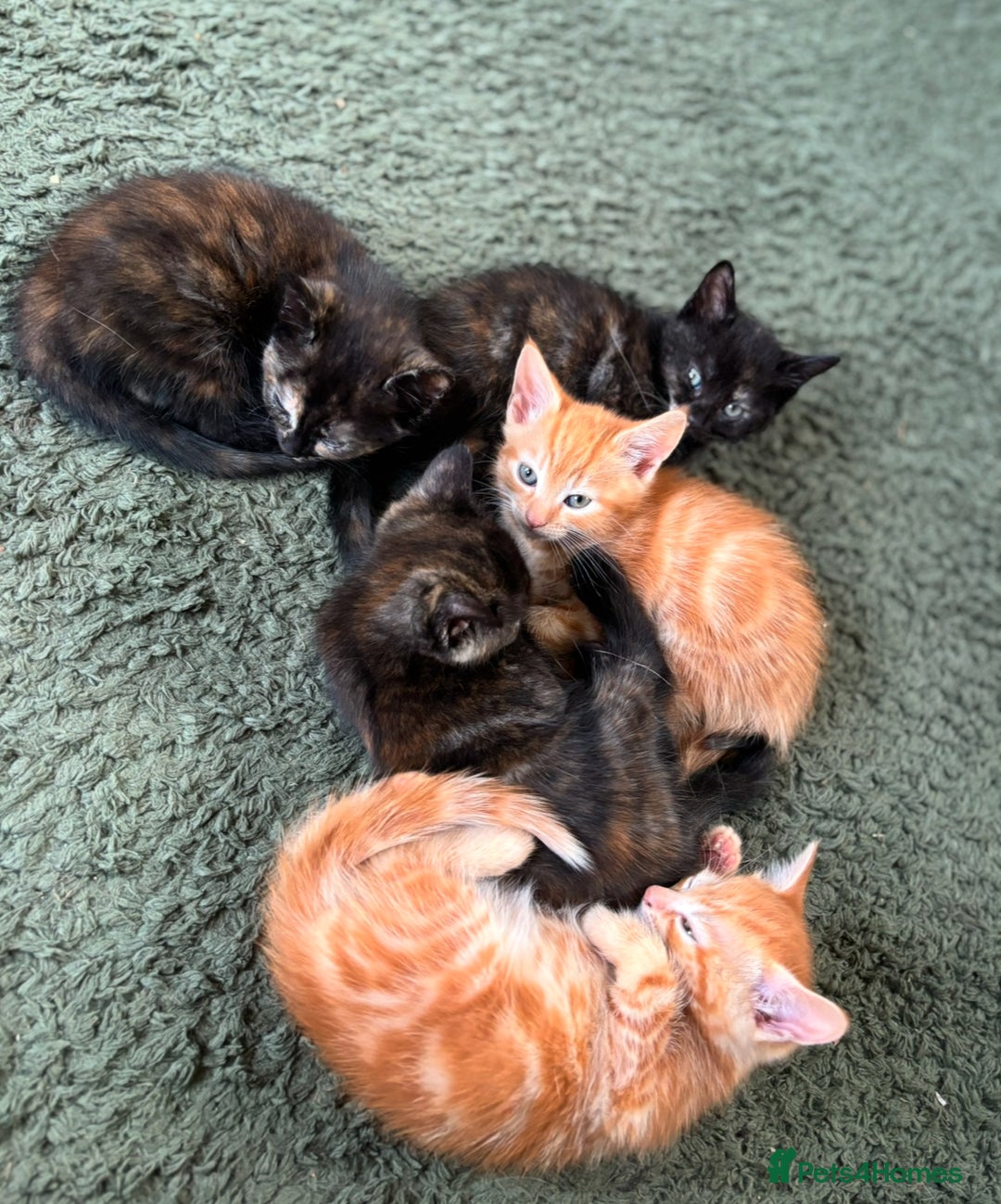 Mixed Breed cats for sale: Beautiful kittens  - Image 1