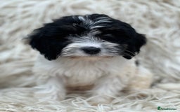 Cavapoo dogs for sale: Cavapoo female puppy - health tested - Image 6