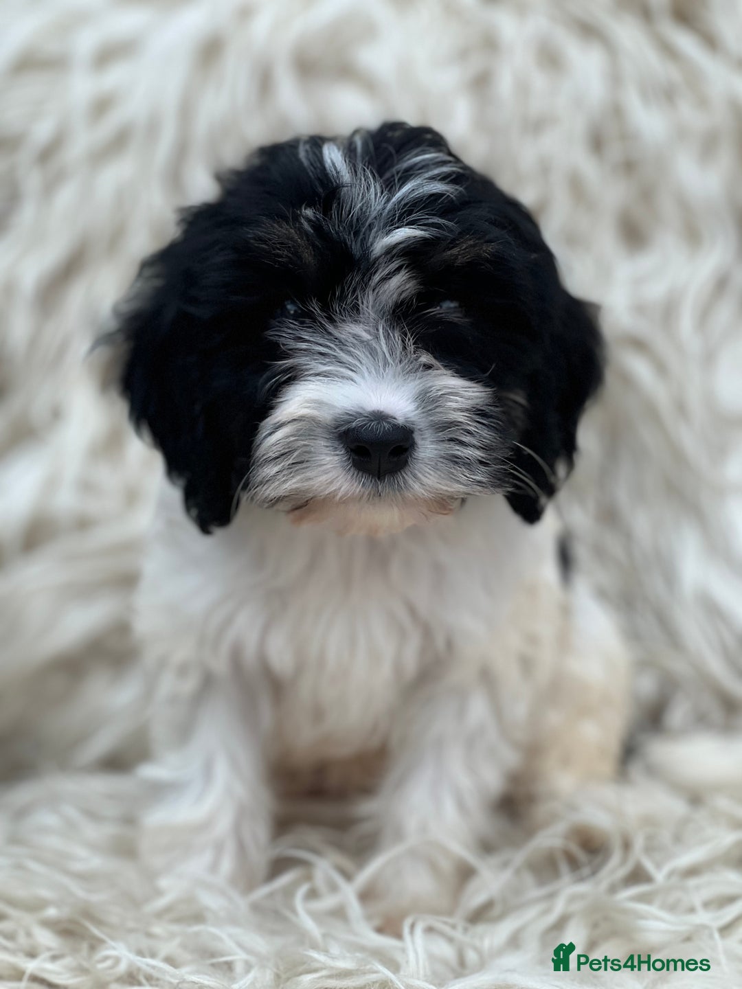 Cavapoo dogs for sale: Cavapoo female puppy - health tested - Image 6