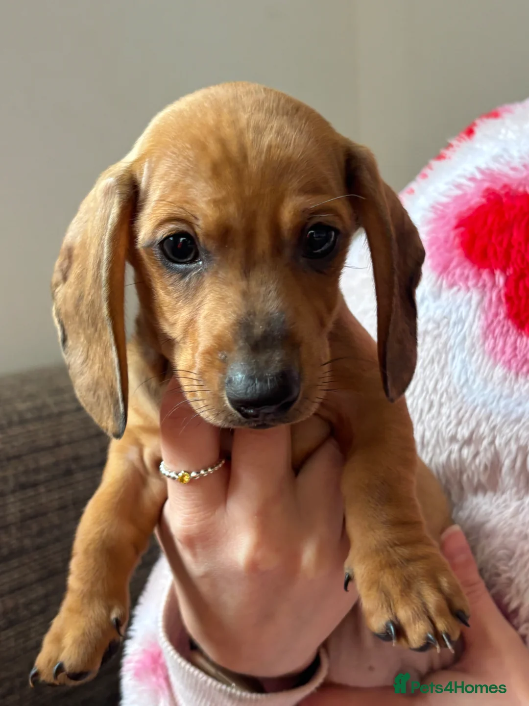 Dachshund dogs for sale: Dachshund puppies - Advert 26