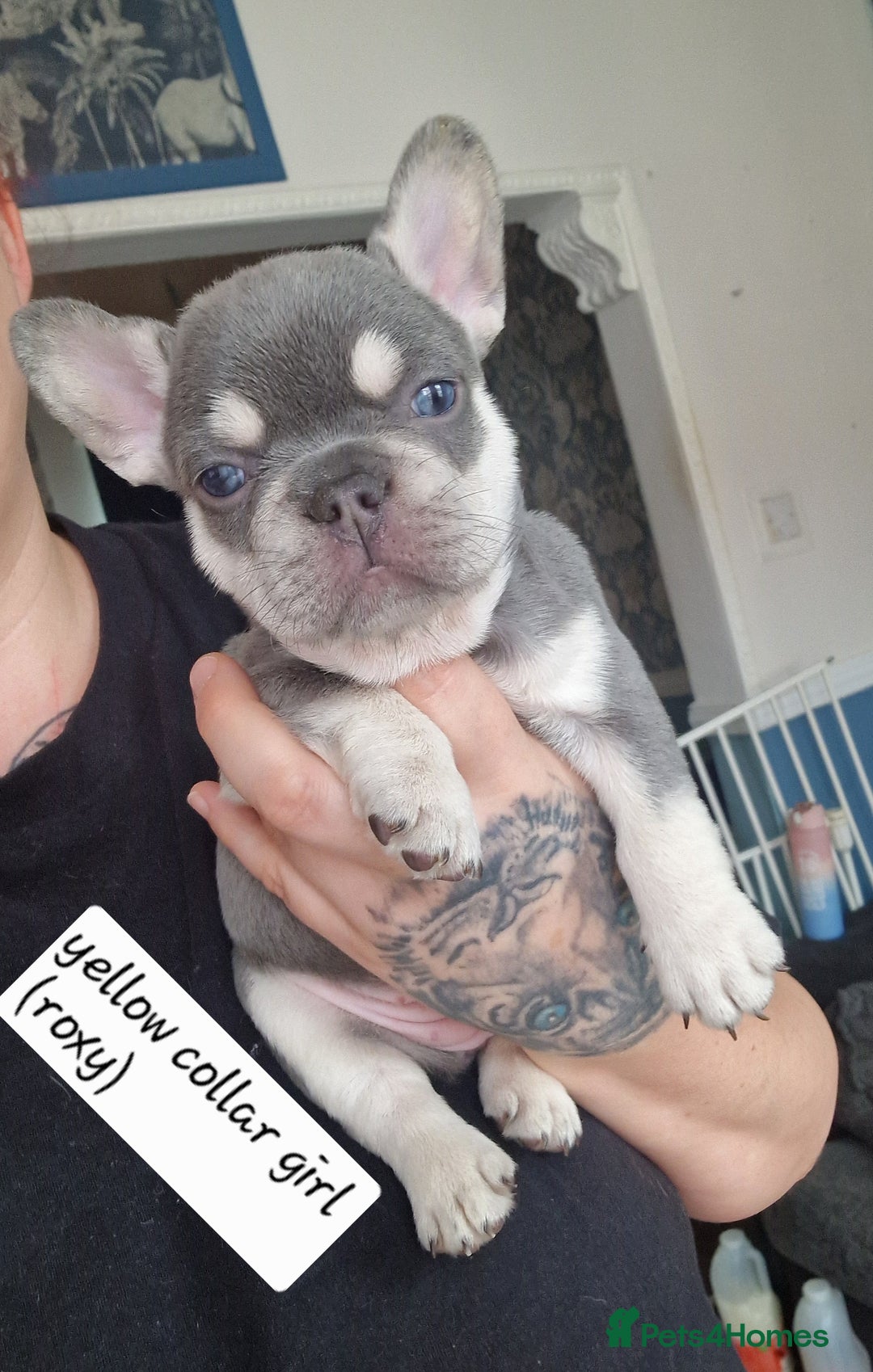 French Bulldog dogs for sale: 6 beautiful frenchies  - Image 22