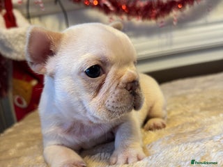 French Bulldog dogs 5 AMAZING QUAILITY FRENCH BULLDOG PUPS - Advert 13