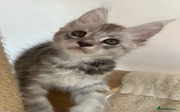 Maine Coon cats for sale: Maine Coon boy male TICA pedigree shaded  - Image 4